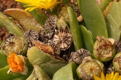 Glottiphyllum longum