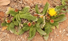 Glottiphyllum longum