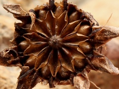 Glottiphyllum longum