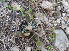 Echeveria heterosepala