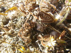 Pelargonium auritum auritum