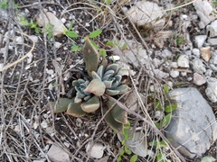 Echeveria heterosepala