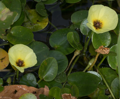 Hydrocleys nymphoides