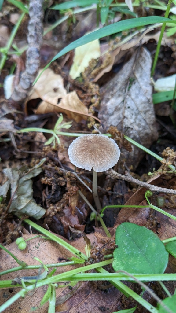 Pluteus longistriatus · May 2023 · photo: © atsushi_nakajima_cirque (iNaturalist, cc-by)