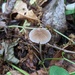Pluteus longistriatus