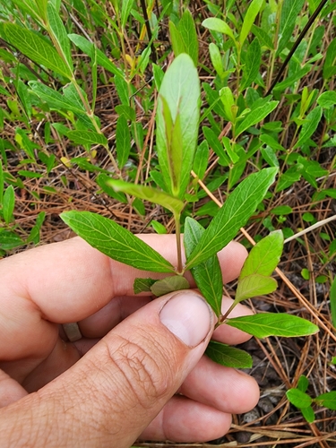 Image of Dyschoriste oblongifolia by (c) Scott Allen Davis, some rights reserved (CC BY)