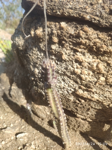 Kleinia stapeliiformis, photograph 5