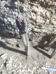 Kleinia stapeliiformis, photograph (c) Antoinette Eyssell Knox, some rights reserved (CC BY-SA)