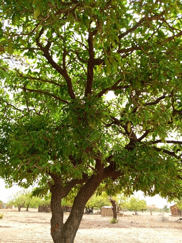 Shea Tree