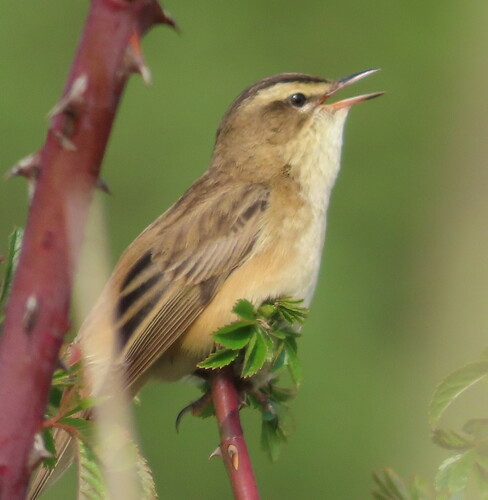 Forapaglie comune (Acrocephalus schoenobaenus)