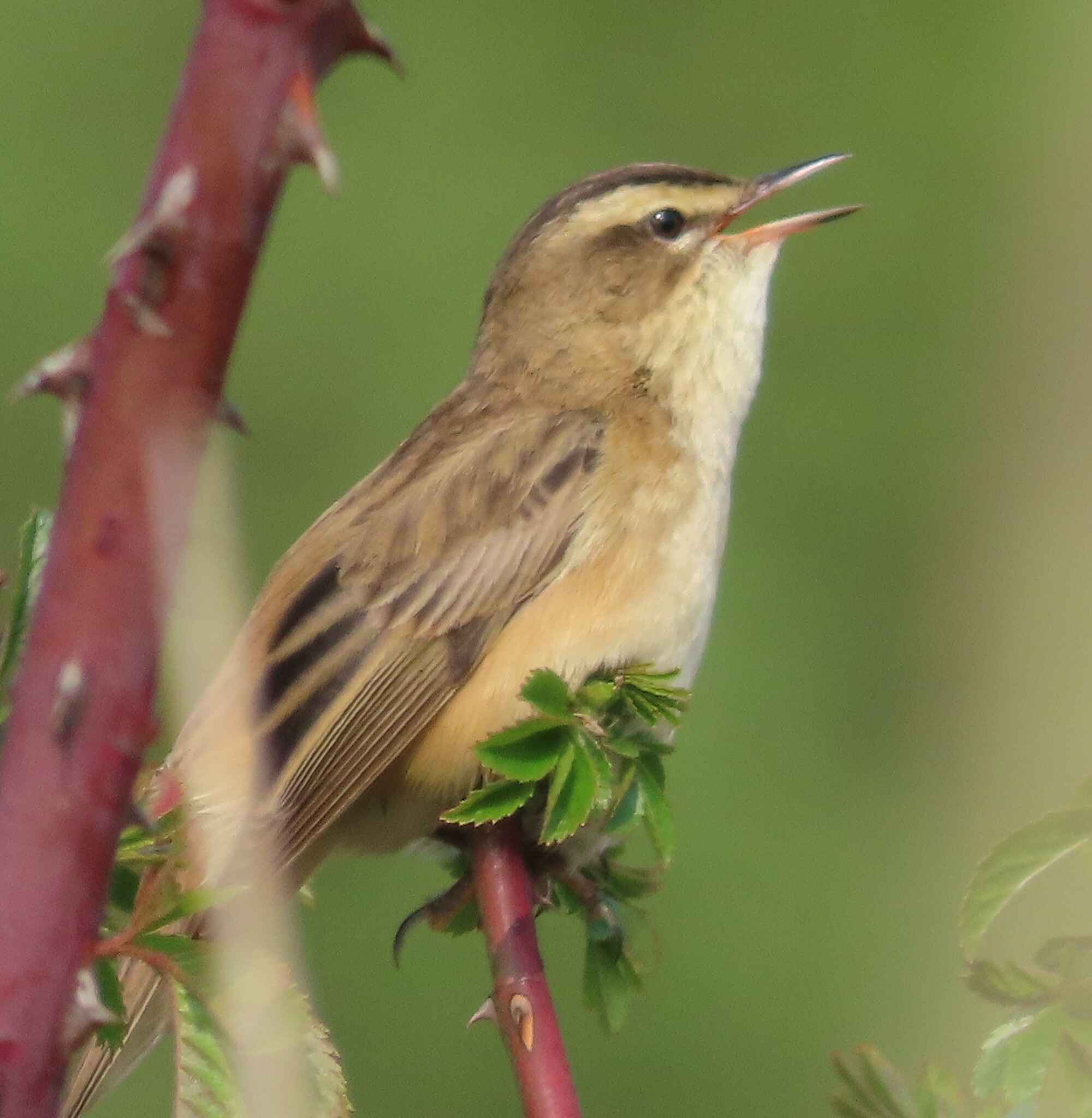 Sedge Warbler (Acrocephalus schoenobaenus)