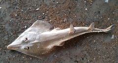 Annandale's Guitarfish photo 1