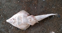 Annandale's Guitarfish photo 2