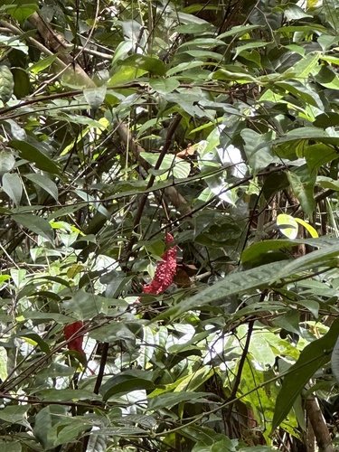 Pterisanthes, 2023-04-02