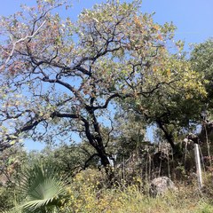 Quercus glaucoides
