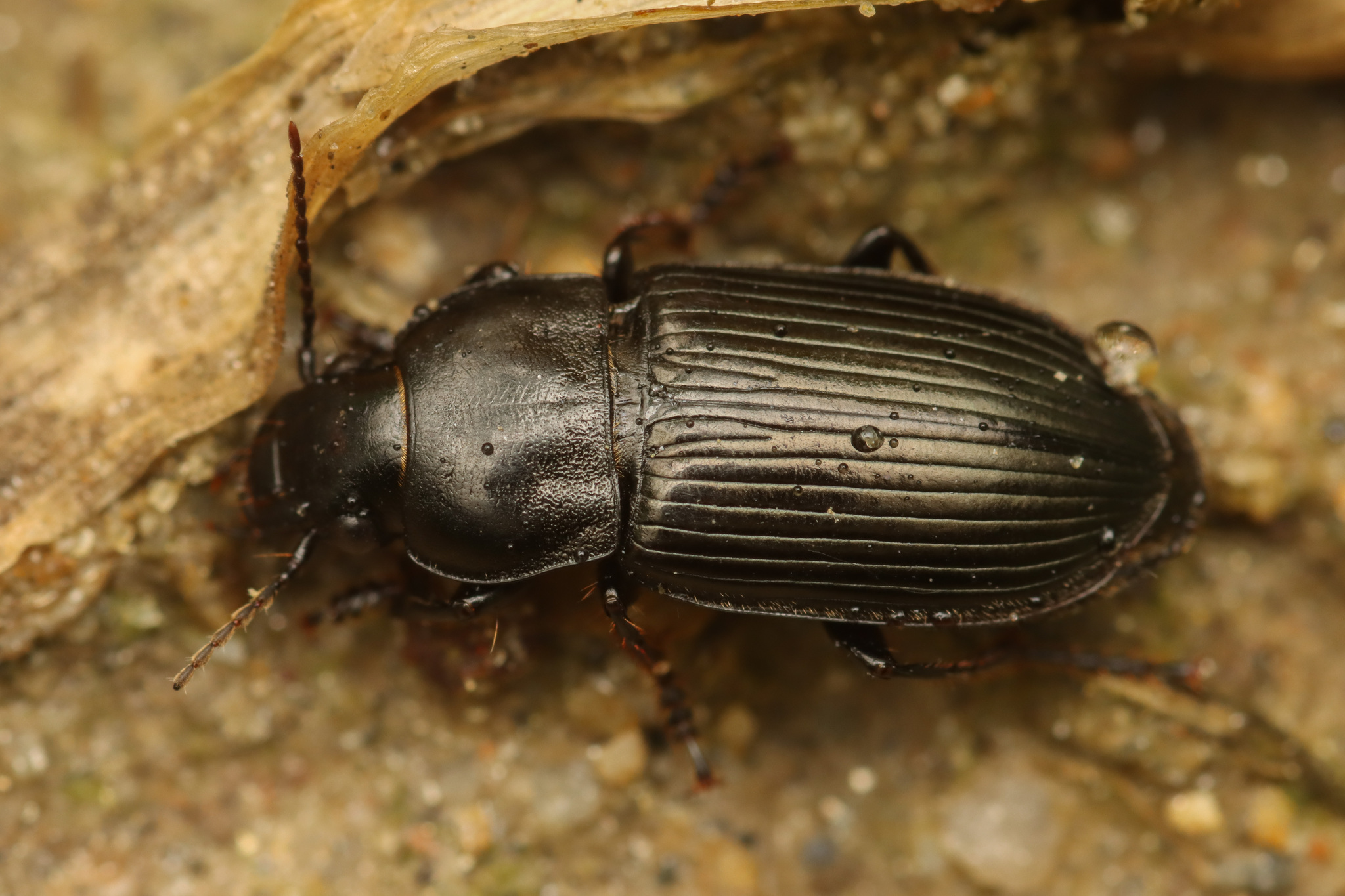 Anisodactylus signatus (Panzer, 1796)