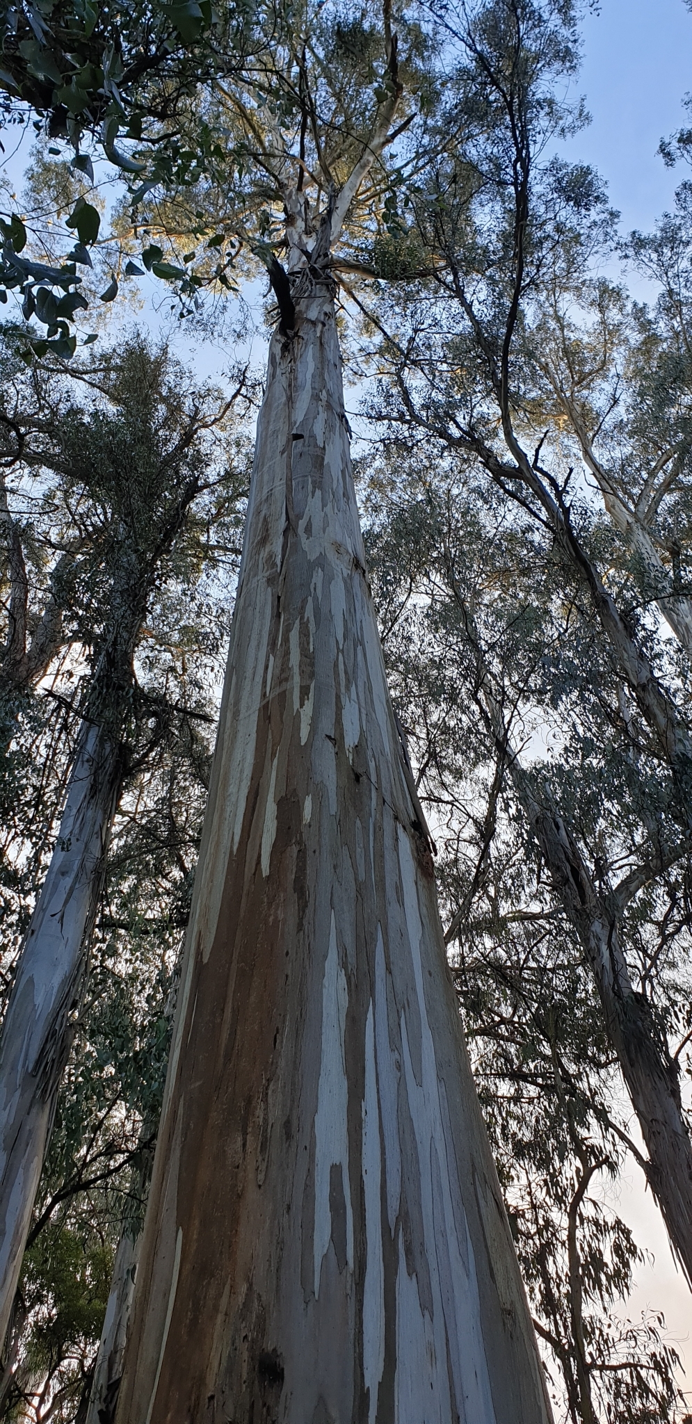 Eucalyptus cypellocarpa L.A.S.Johnson