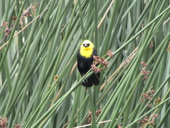 Chrysomus icterocephalus bogotensis