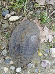 Sinanodonta woodiana