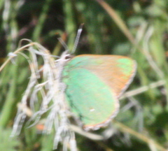 Callophrys dumetorum