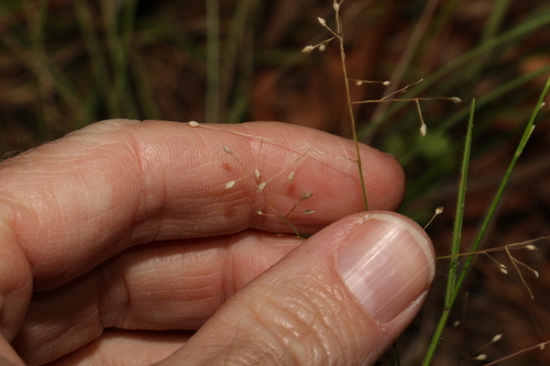 Image of Panicum effusum by (c) Greg Tasney, some rights reserved (CC BY-SA)