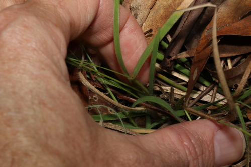 Image of Panicum effusum by (c) Greg Tasney, some rights reserved (CC BY-SA)
