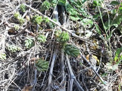 Petrosedum sediforme image