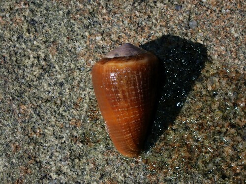 Conus frigidus observed 2023-05-03