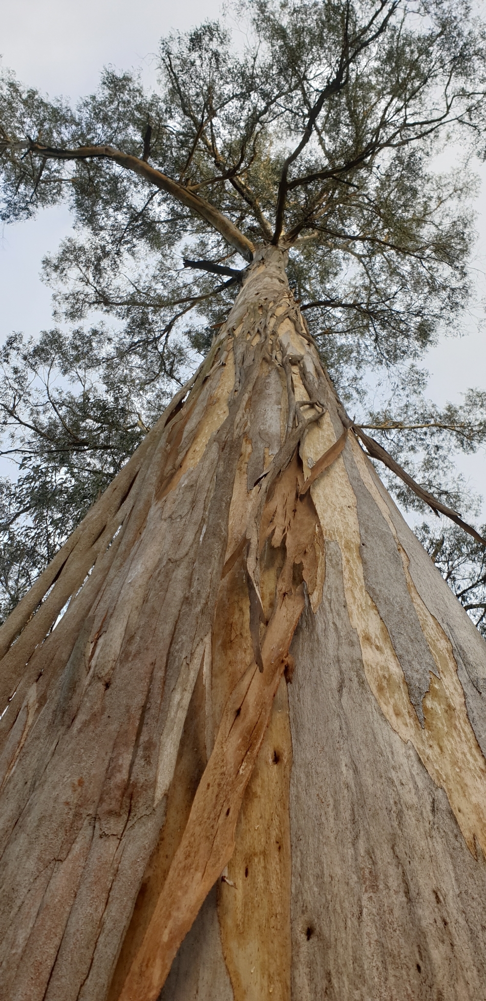 Eucalyptus cypellocarpa L.A.S.Johnson