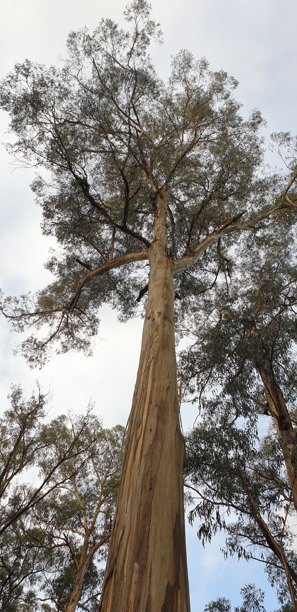 Eucalyptus cypellocarpa L.A.S.Johnson