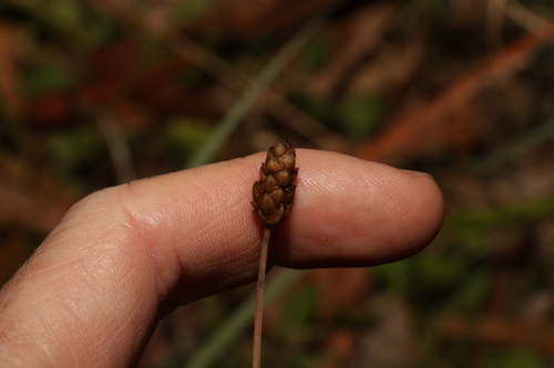 Image of Xyris complanata by (c) Greg Tasney, some rights reserved (CC BY-SA)