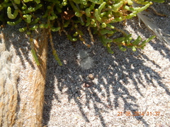 Dasymutilla gloriosa