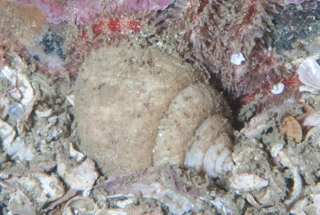 Demoulia abbreviata