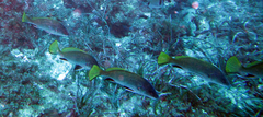Sciaena umbra