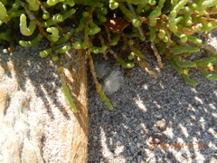 Dasymutilla gloriosa