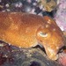 Patchwork Cuttlefish - Photo (c) Georgina Jones, some rights reserved (CC BY-SA), uploaded by Georgina Jones