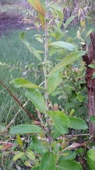 Salix cinerea cinerea