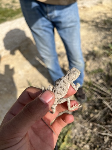 Horny-scaled Agama