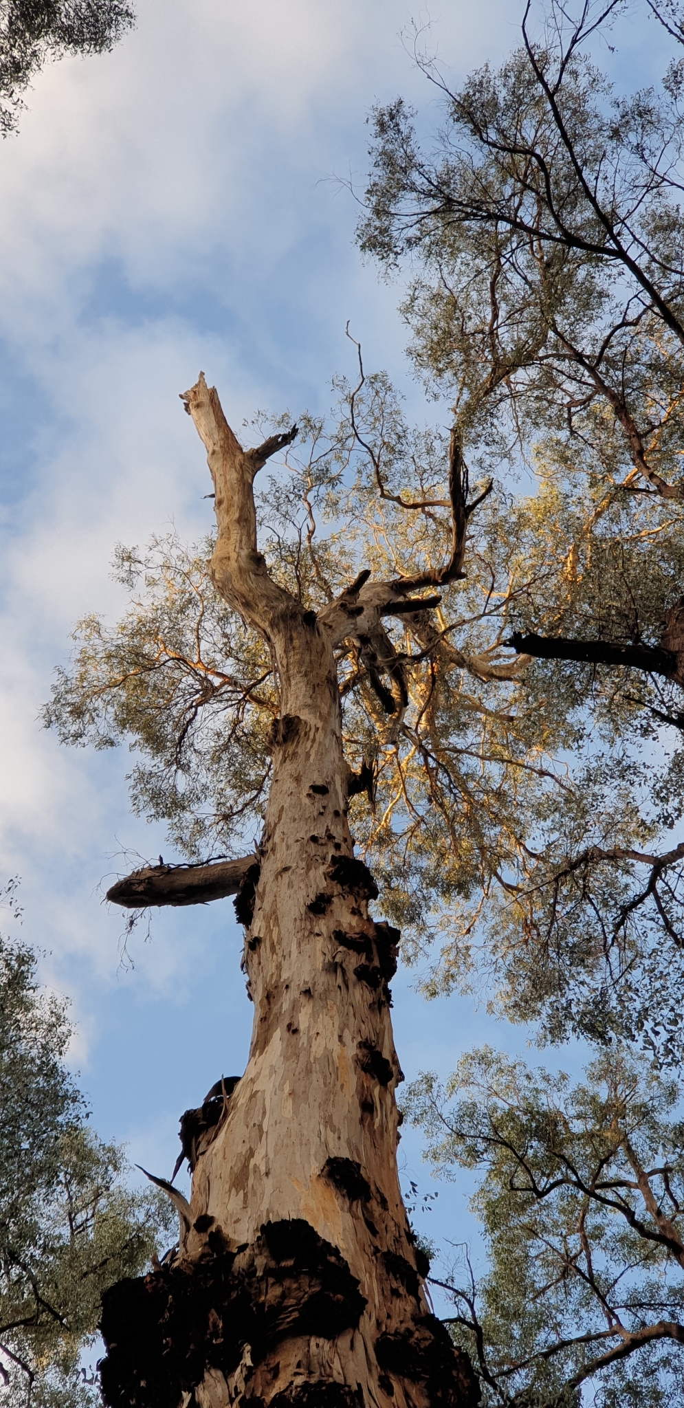 Eucalyptus cypellocarpa L.A.S.Johnson