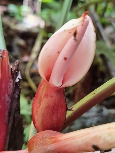 Image of Philodendron grandipes by (c) Eduardo Chacón Madrigal, some rights reserved (CC BY)
