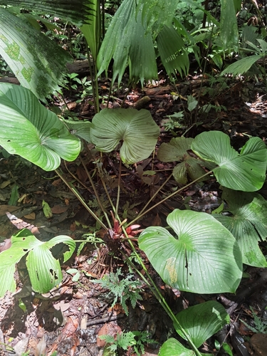 Image of Philodendron grandipes by (c) Eduardo Chacón Madrigal, some rights reserved (CC BY)