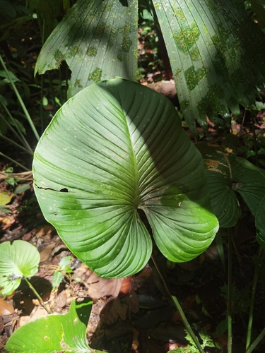 Image of Philodendron grandipes by (c) Eduardo Chacón Madrigal, some rights reserved (CC BY)