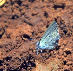 Anthene lunulata