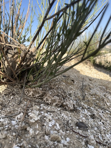 Spider-tailed Horned Viper