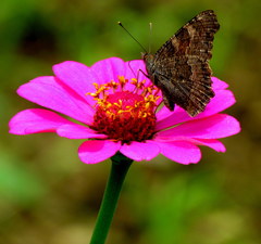 Aglais caschmirensis