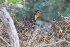 Pternistis leucoscepus