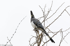 Corythaixoides leucogaster