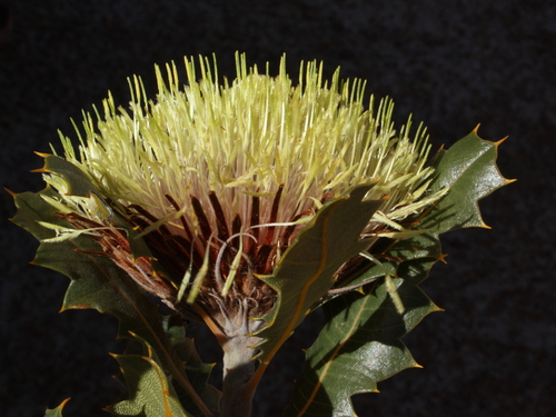 Banksia heliantha