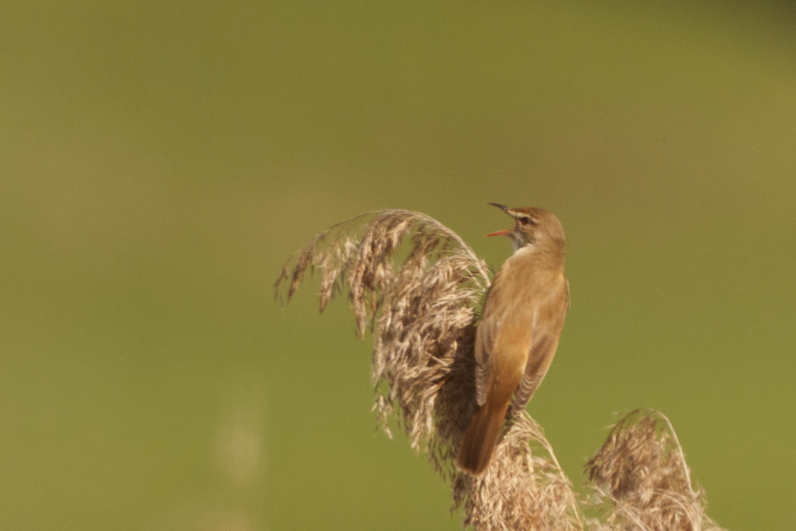 Great Reed Warbler