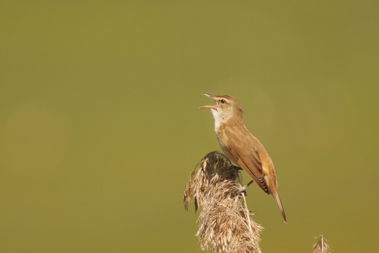 Great Reed Warbler